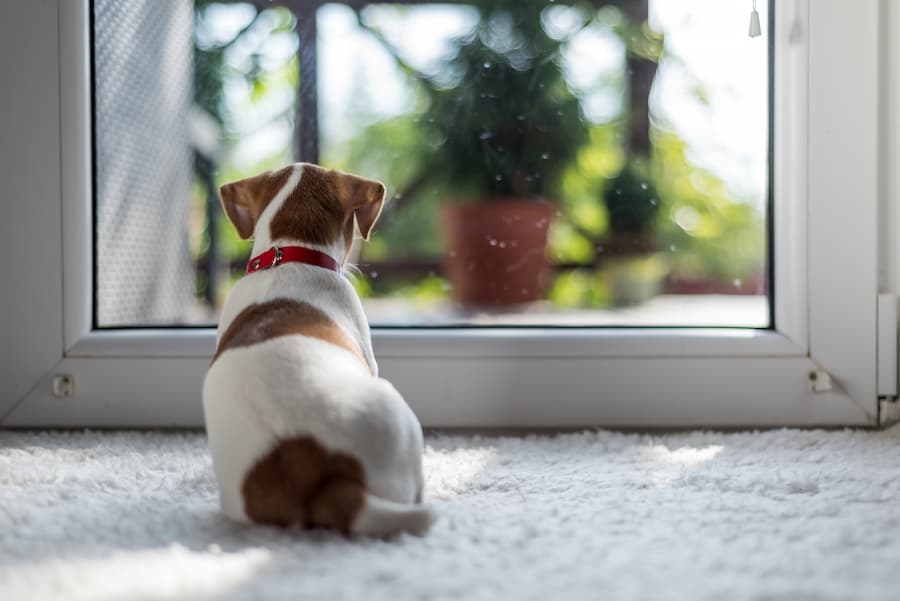 How to Choose the Best Dog Door